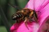 Megachile willughbiella